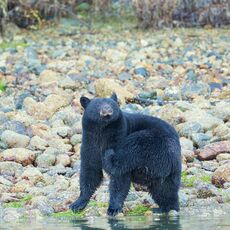American Black Bear (Ursus americans), Clayoquot Sound, British Columbia, Canada