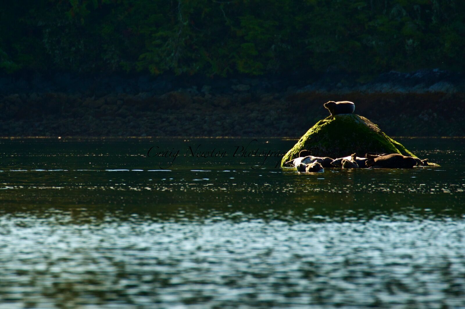 Harbour Seal (Phoca vitulina), Clayoquot Sound, British Columbia, Canada