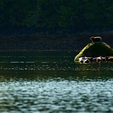 Harbour Seal (Phoca vitulina), Clayoquot Sound, British Columbia, Canada