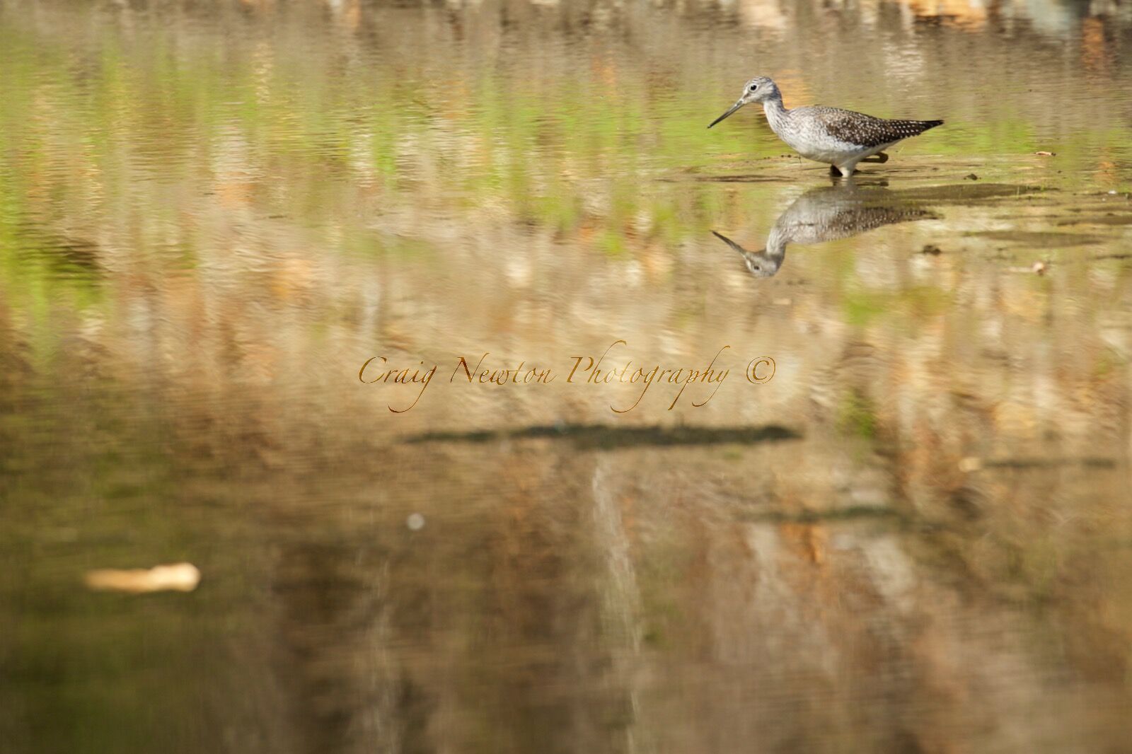 Lesser Yellowlegs (Tringa flavipes), Langley, British Columbia, Canada