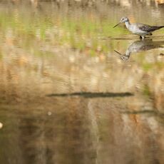 Lesser Yellowlegs (Tringa flavipes), Langley, British Columbia, Canada