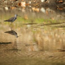 Lesser Yellowlegs (Tringa flavipes), Langley, British Columbia, Canada