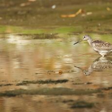 Lesser Yellowlegs (Tringa flavipes), Langley, British Columbia, Canada
