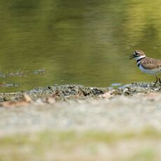 Semipalmated Plover (Charadrius semipalmatus), Langley, British Columbia, Canada