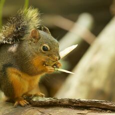 Douglas Squirrel (Tamiasciurus douglasii), Langley, British Columbia, Canada
