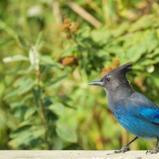 Steller's Jay (Cyanocitta stelleri), Langley, British Columbia, Canada