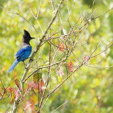 Steller's Jay (Cyanocitta stelleri), Langley, British Columbia, Canada