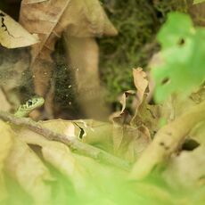 Common Garter Snake (Thamnophis sirtalis), Langley, British Columbia, Canada