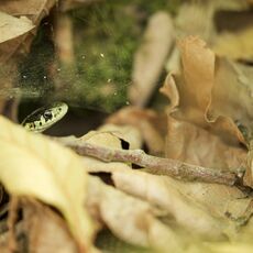 Common Garter Snake (Thamnophis sirtalis), Langley, British Columbia, Canada