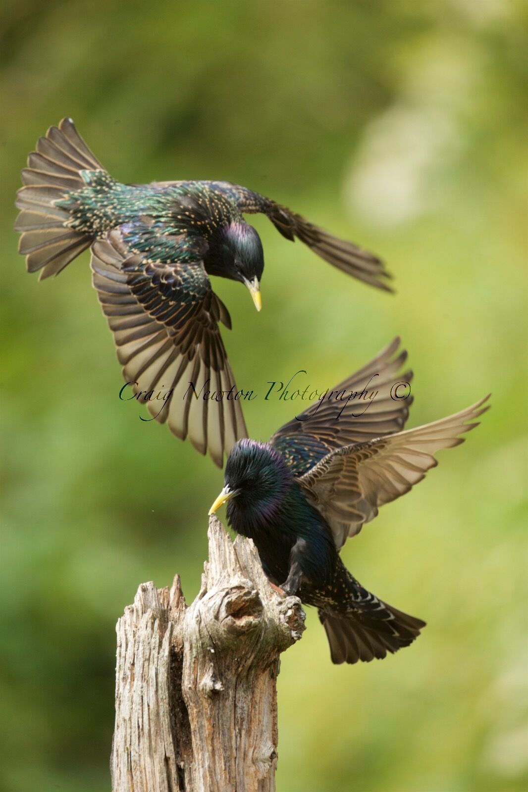 European Starlings (Sturnus vulgaris), Denholm, Scotland