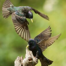 European Starlings (Sturnus vulgaris), Denholm, Scotland