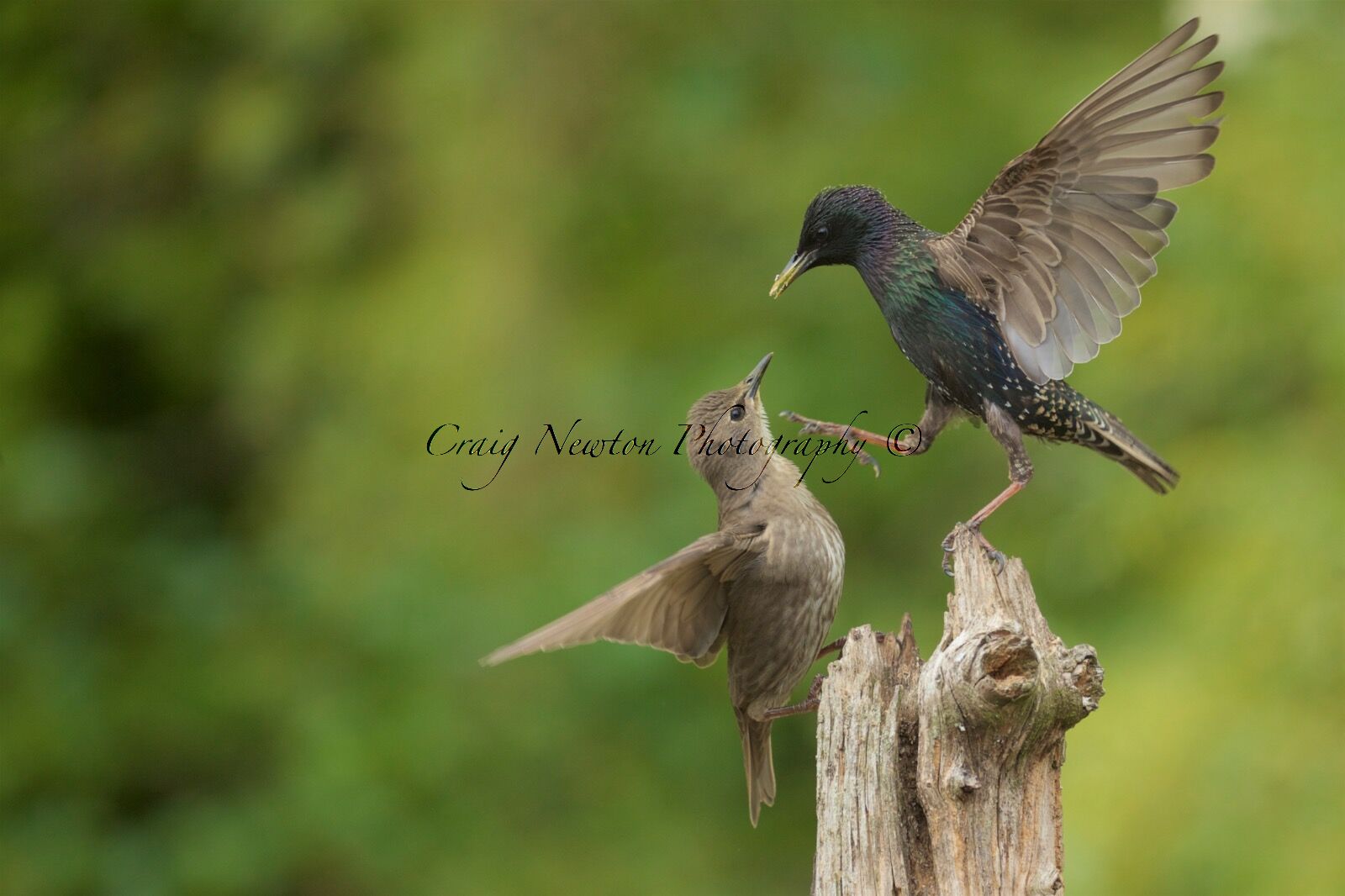 European Starling (Sturnus vulgaris), Denholm, Scotland