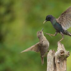 European Starling (Sturnus vulgaris), Denholm, Scotland