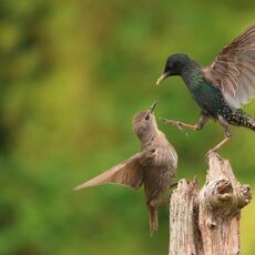European Starlings (Sturnus vulgaris), Denholm, Scotland
