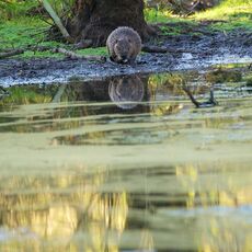 Eurasian Beaver (Castor fiber) Argaty, Scotland