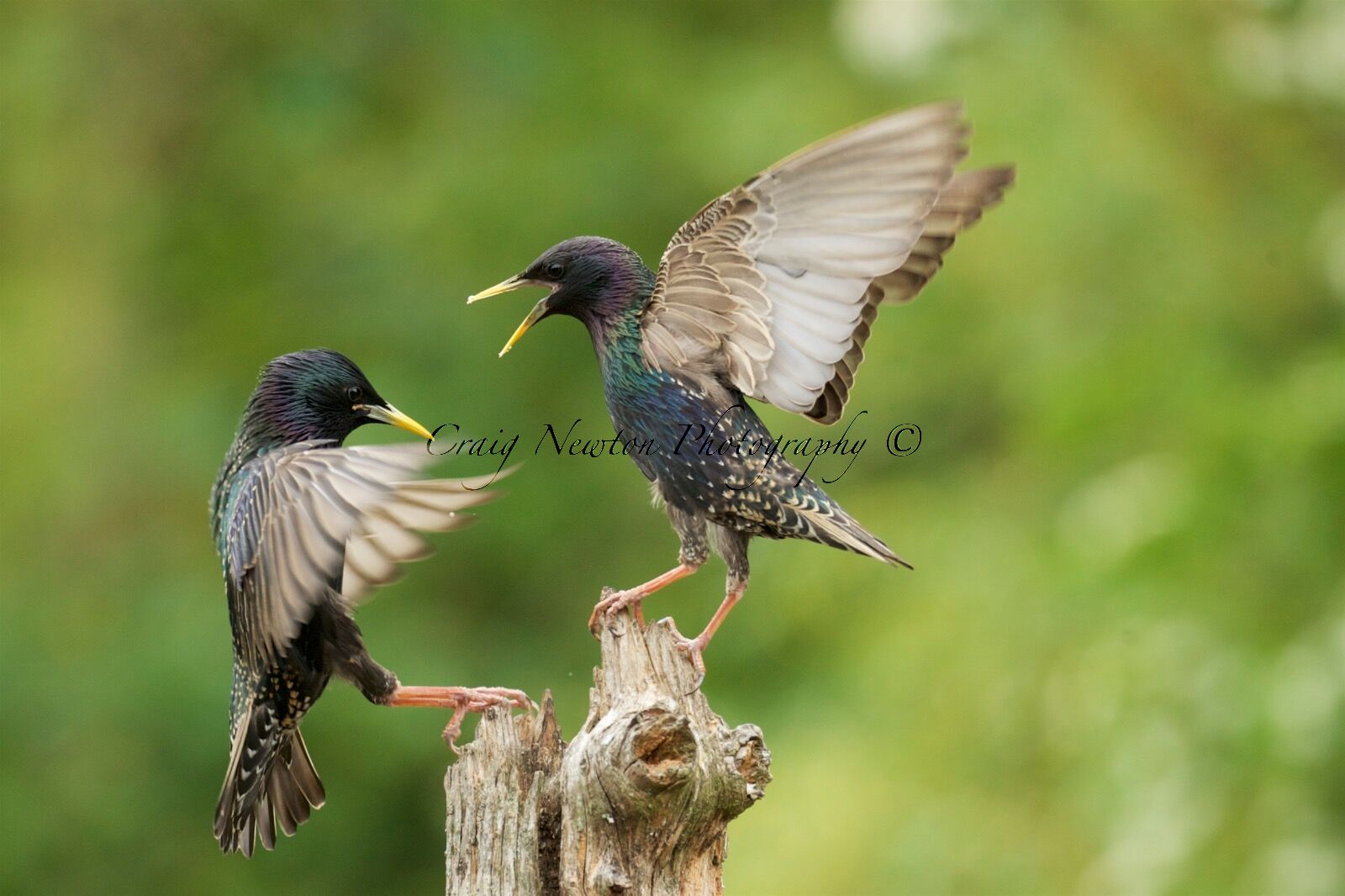 European Starlings (Sturnus vulgaris), Denholm, Scotland