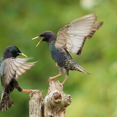 European Starlings (Sturnus vulgaris), Denholm, Scotland