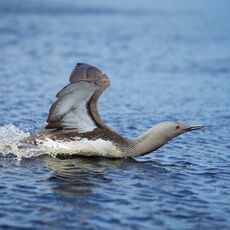 Red-throated Diver (Gavia stellata), Shetland Islands, Scotland (Under Schedule 1 Licence)