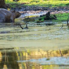 Eurasian Beaver (Castor fiber) Argaty, Scotland