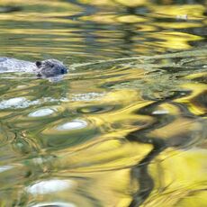 Eurasian Beaver (Castor fiber) Argaty, Scotland