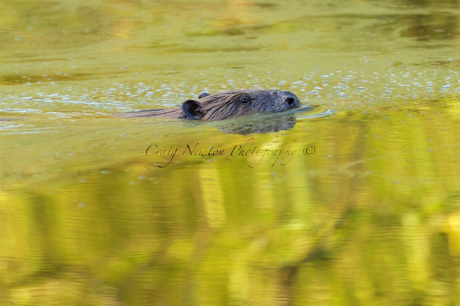 Eurasian Beaver (Castor fiber) Perthshire, Scotland