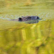 Eurasian Beaver (Castor fiber) Argaty, Scotland