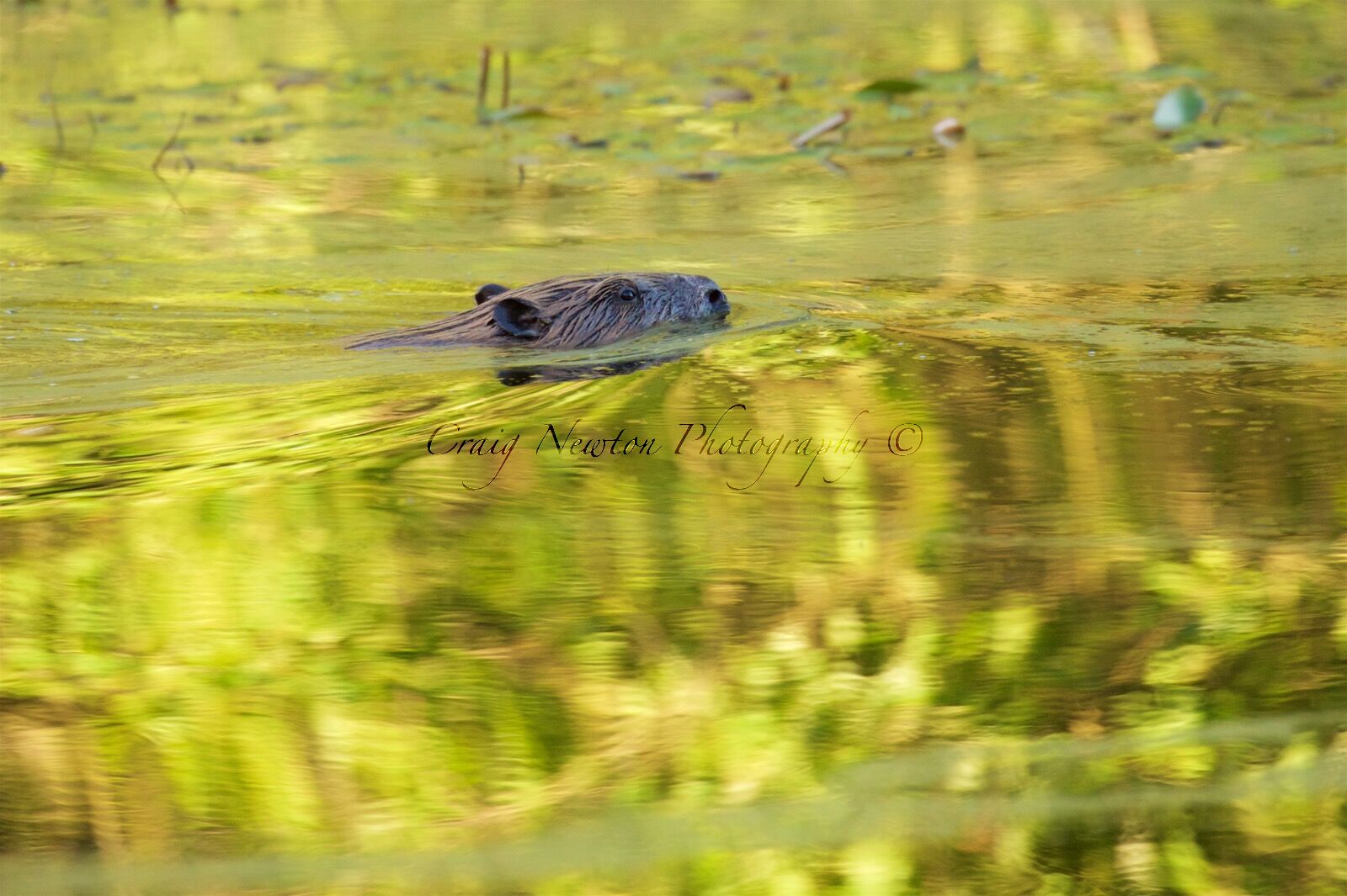 Eurasian Beaver (Castor fiber) Perthshire, Scotland