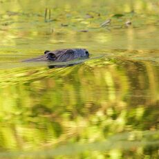 Eurasian Beaver (Castor fiber) Perthshire, Scotland