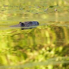 Eurasian Beaver (Castor fiber) Argaty, Scotland