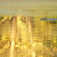 Eurasian Beaver (Castor fiber) Argaty, Scotland
