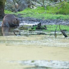 Eurasian Beaver (Castor fiber) Argaty, Scotland
