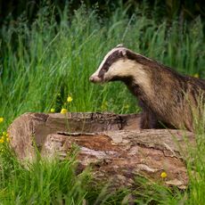 European Badger (Meles meles), Denholm, Scotland