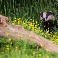 European Badger (Meles meles), Denholm, Scotland