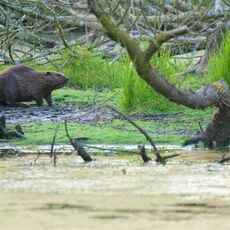 Eurasian Beaver (Castor fiber) Argaty, Scotland