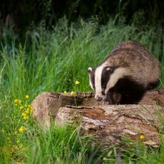 European Badger (Meles meles), Denholm, Scotland