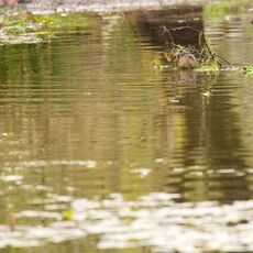 Eurasian Beaver (Castor fiber) Argaty, Scotland