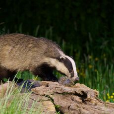 European Badger (Meles meles), Denholm, Scotland
