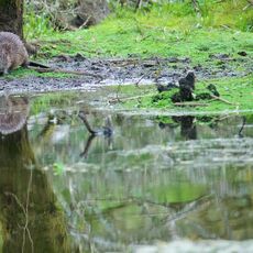 Eurasian Beaver (Castor fiber) Argaty, Scotland