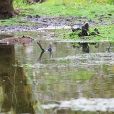 Eurasian Beaver (Castor fiber) Argaty, Scotland
