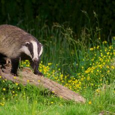 European Badger (Meles meles), Denholm, Scotland