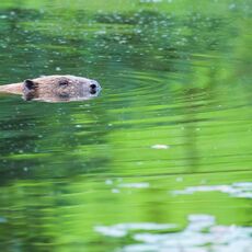 Eurasian Beaver (Castor fiber) Argaty, Scotland