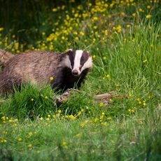 European Badger (Meles meles), Denholm, Scotland