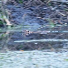 Eurasian Beaver (Castor fiber) Argaty, Scotland