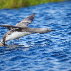 Red-throated Diver (Gavia stellata), Shetland Islands, Scotland (Under Schedule 1 Licence)