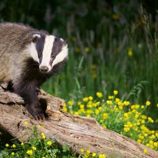 European Badger (Meles meles), Denholm, Scotland