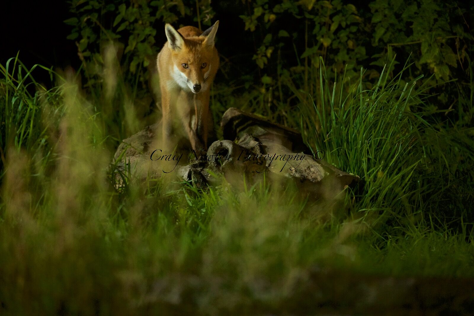Red Fox (Vulpes vulpes), Denholm, Scotland