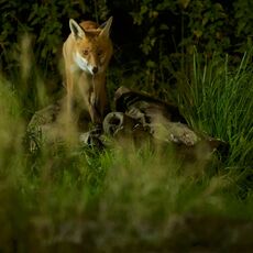 Red Fox (Vulpes vulpes), Denholm, Scotland