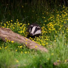 European Badger (Meles meles), Denholm, Scotland