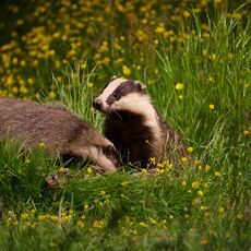 European Badgers (Meles meles), Denholm, Scotland