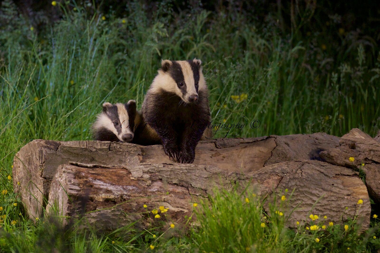 European Badger (Meles meles), Denholm, Scotland